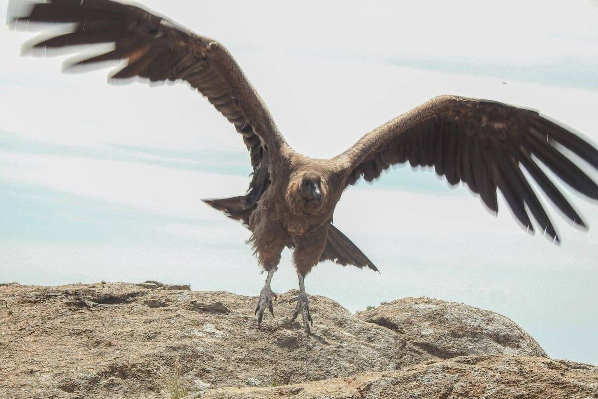 El vuelo de Carlita. (Parque)