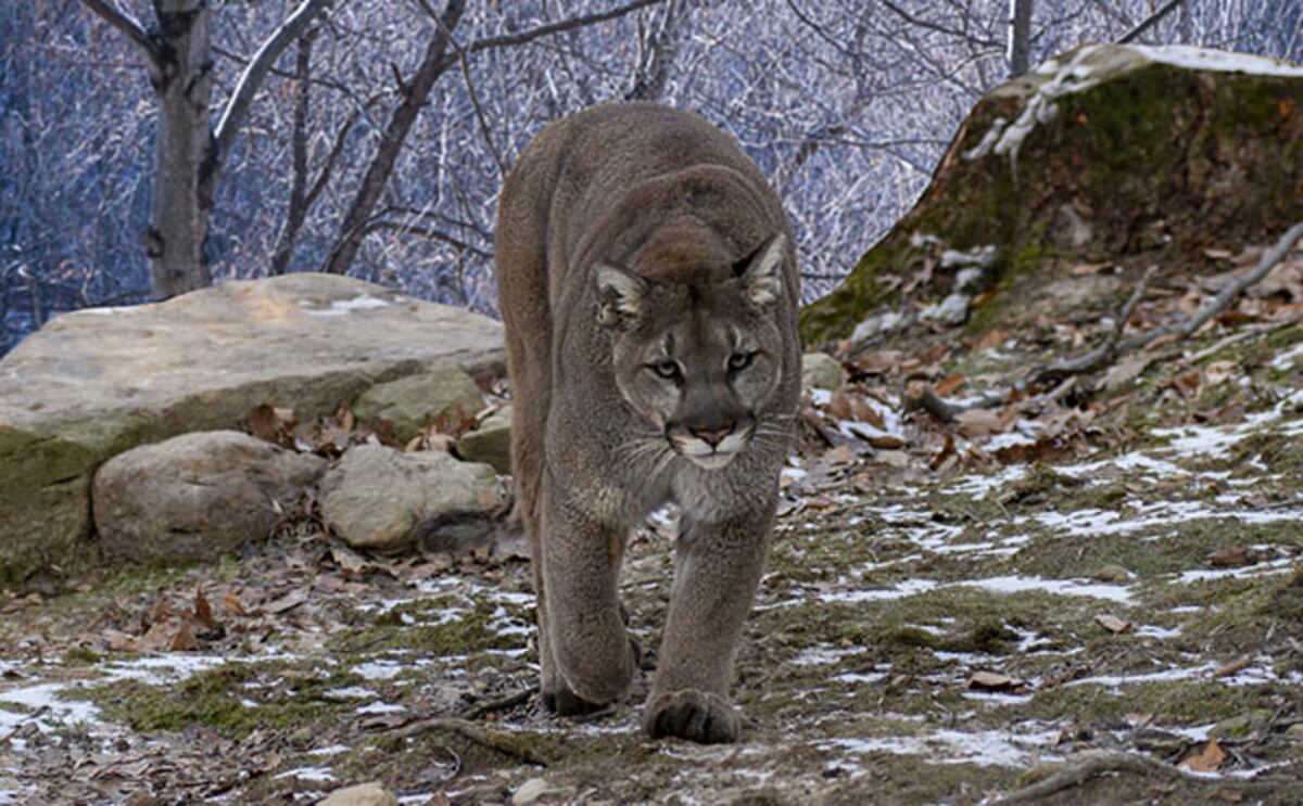 Pumas, una especie silvestre en retroceso.