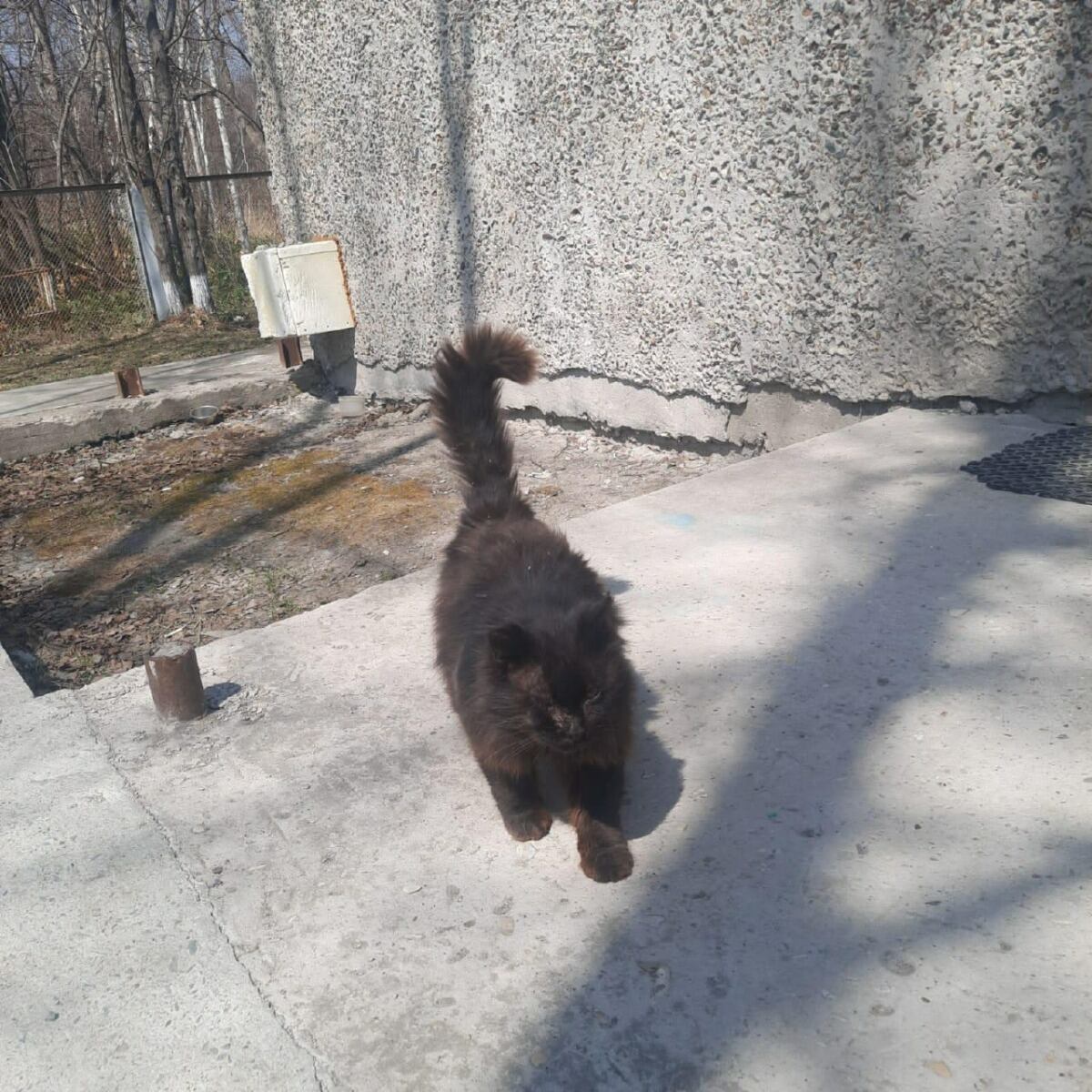 El gato ruso que va a la veterinaria todos los años. (https://ys.news/)