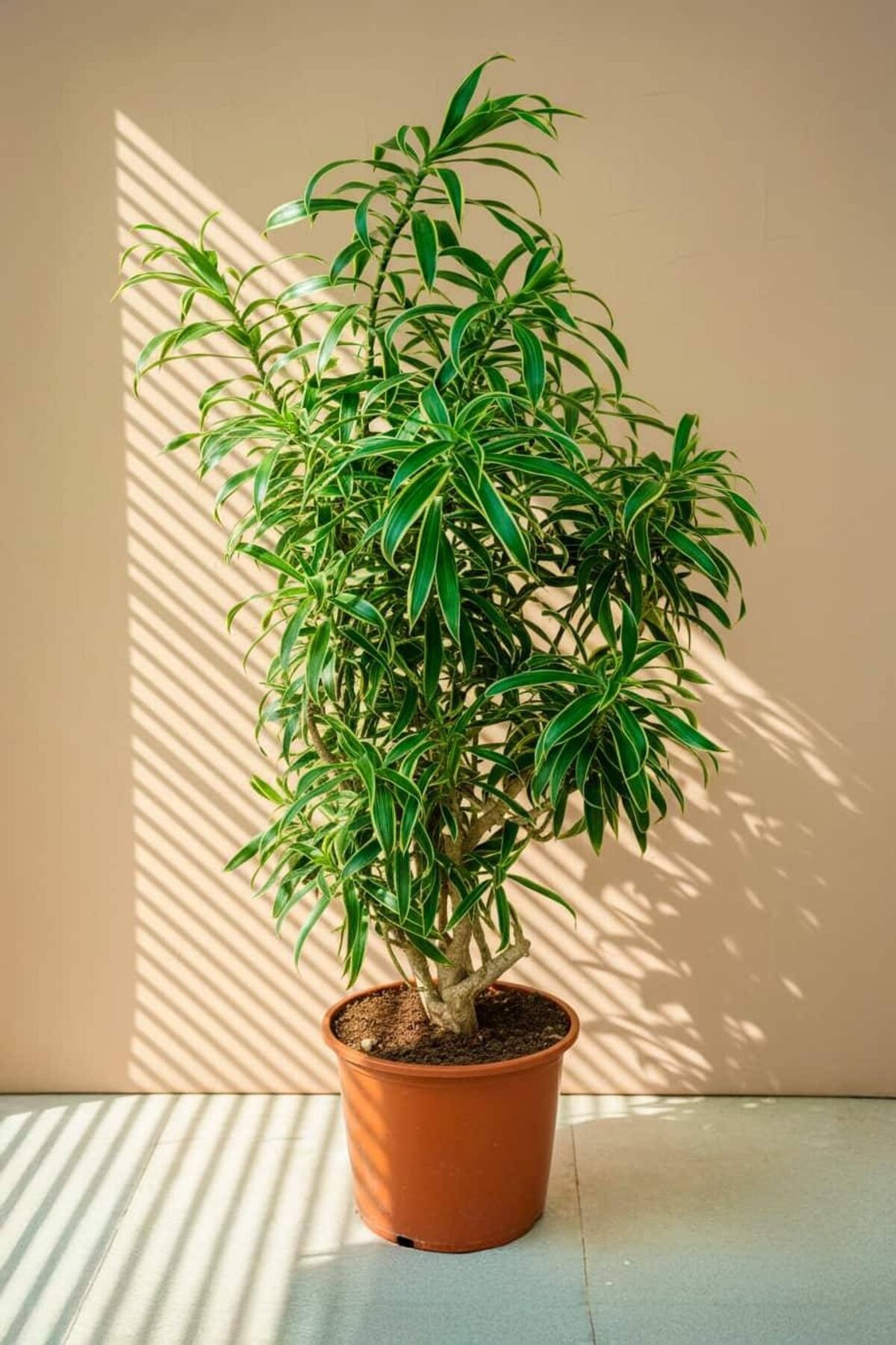 Cuál es la mejor planta para interiores pequeños que no invade el ambiente.