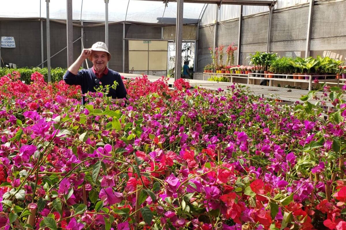 Santa Rita, una de las plantas más bellas para llenar de color y alegría el balcón o la terraza. (La Voz)