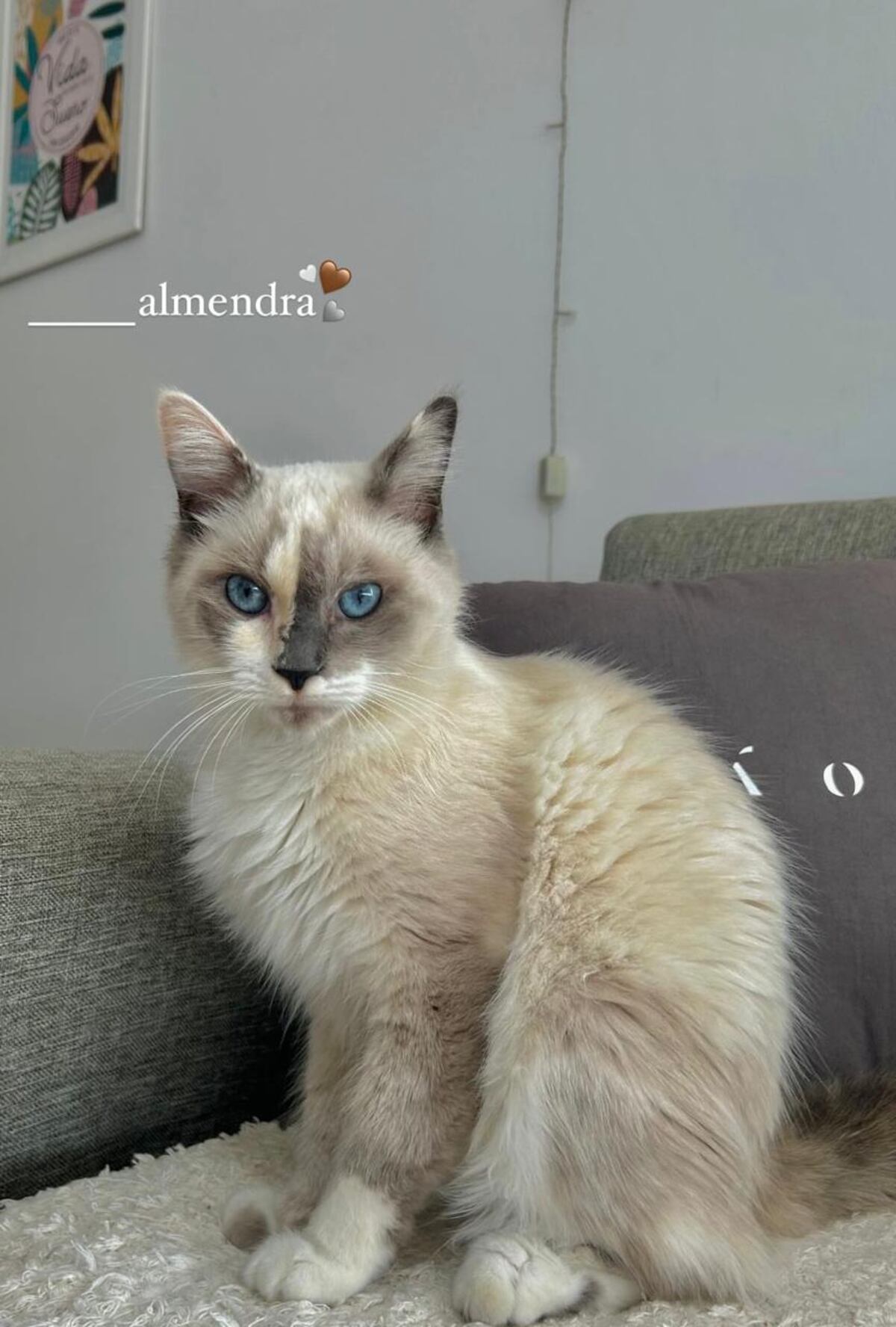 Almendra fue rescatada de una fábrica donde estaba en una caja con sus gatitos recién nacidos.