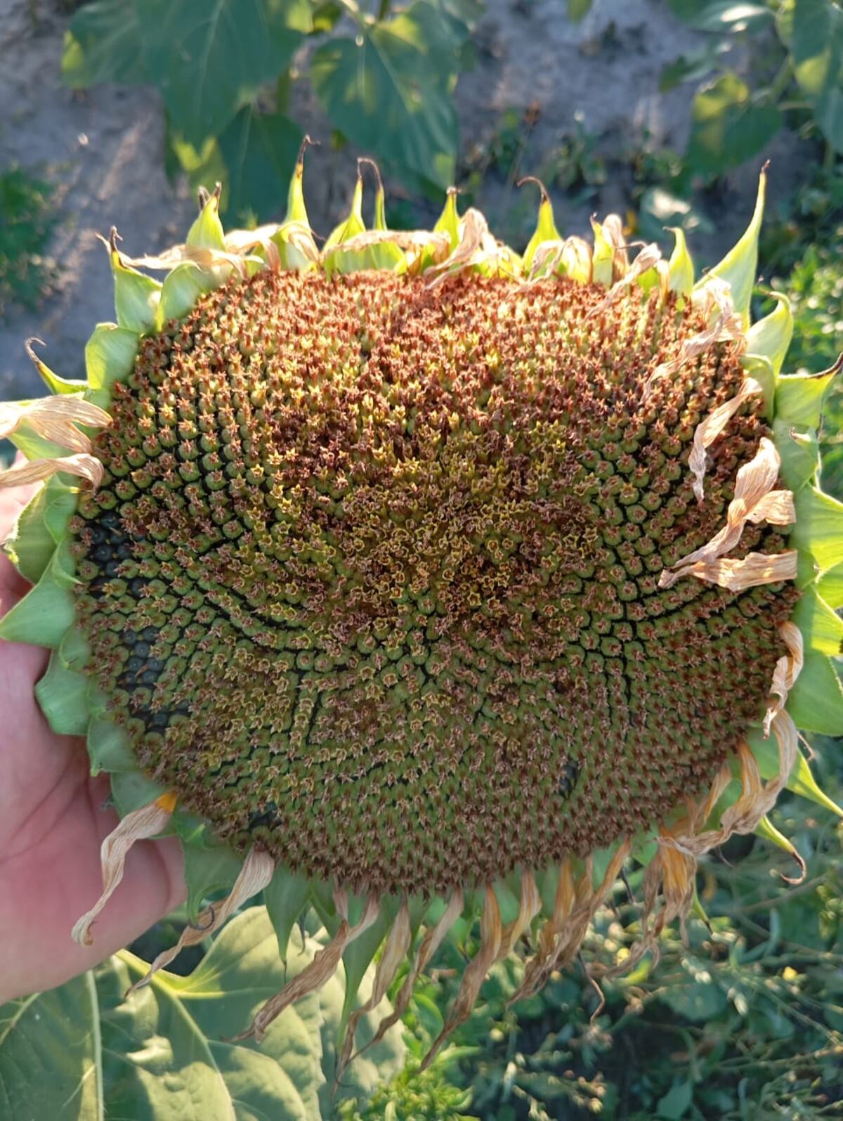 HABITANTE DEL NORTE. En el establecimiento La Florida, al este de Jesús María en el departamento Colón, el cultivo de girasol se metió en la rotación y lo hizo con muy buen desempeño agronómico y productivo. (Gentileza establecimiento La Florida)