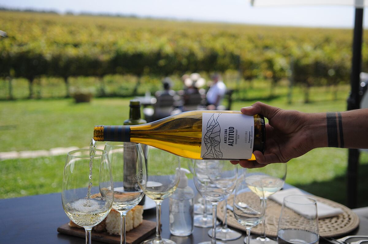 Un recorrido por los mejores viñedos y bodegas de la Argentina, para el Día del Vino: Andeluna. (Foto: Javier Ferreyra)