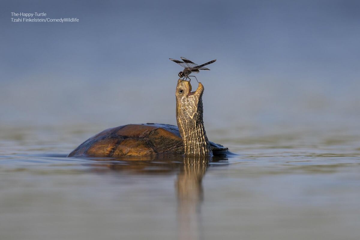 Las fotos finalistas del Comedy Wildlife Photography Awards 2023.