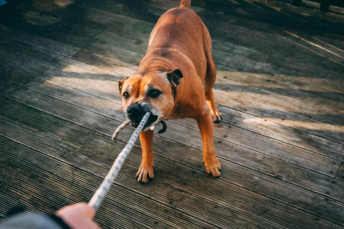 Poner límites a los perros peligrosos. 