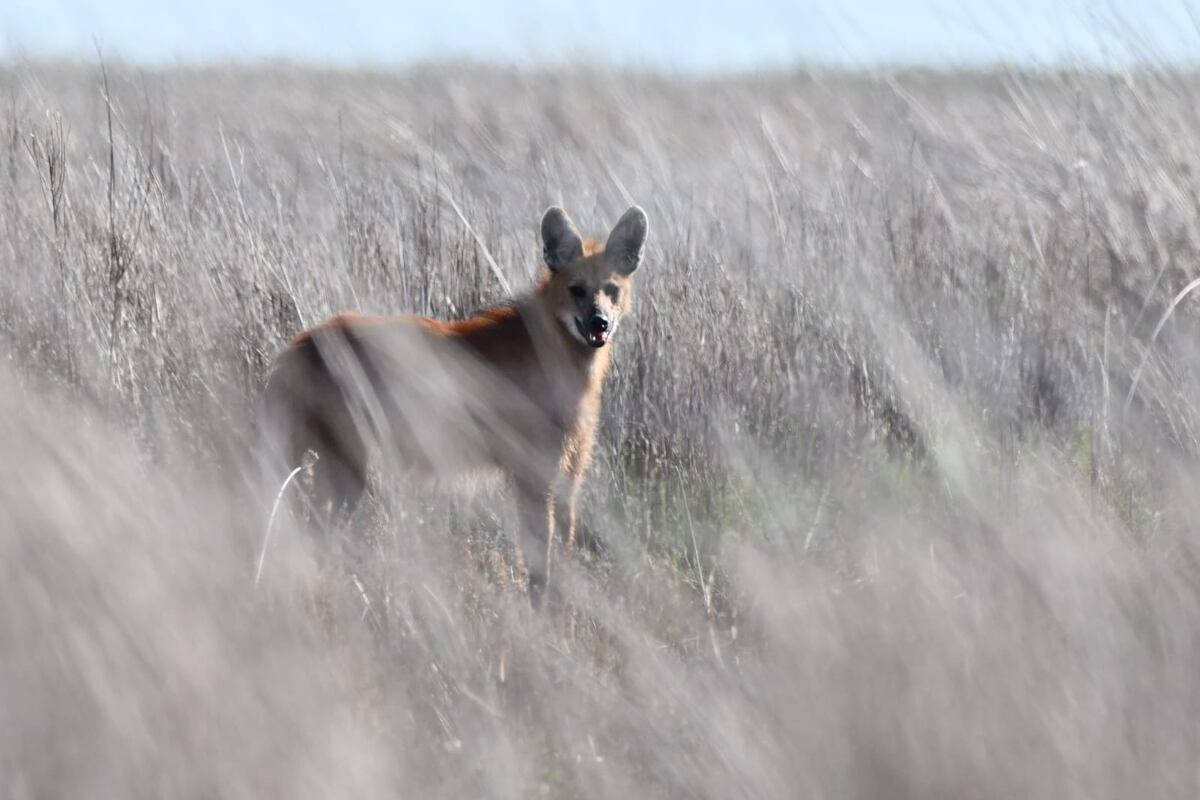 Aguará Guazú. Especie en peligro de extinción por la perdida de hábitat, la caza y los atropellamientos en rutas. Son de hábitos nocturnos, solitarios y de andar pausado. (Gentileza: Yanina Druetta)