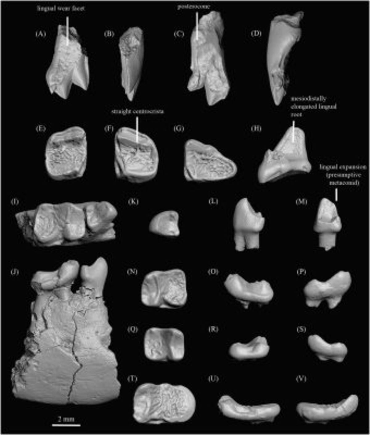 Imágenes de los huesos de Ignacius dawsonae, uno de los dos parientes primates que Kristen Miller y Chris Beard descubrieron en el Ártico. (Imagen cortesía de Kristen Miller, Instituto de Biodiversidad, Universidad de Kansas)