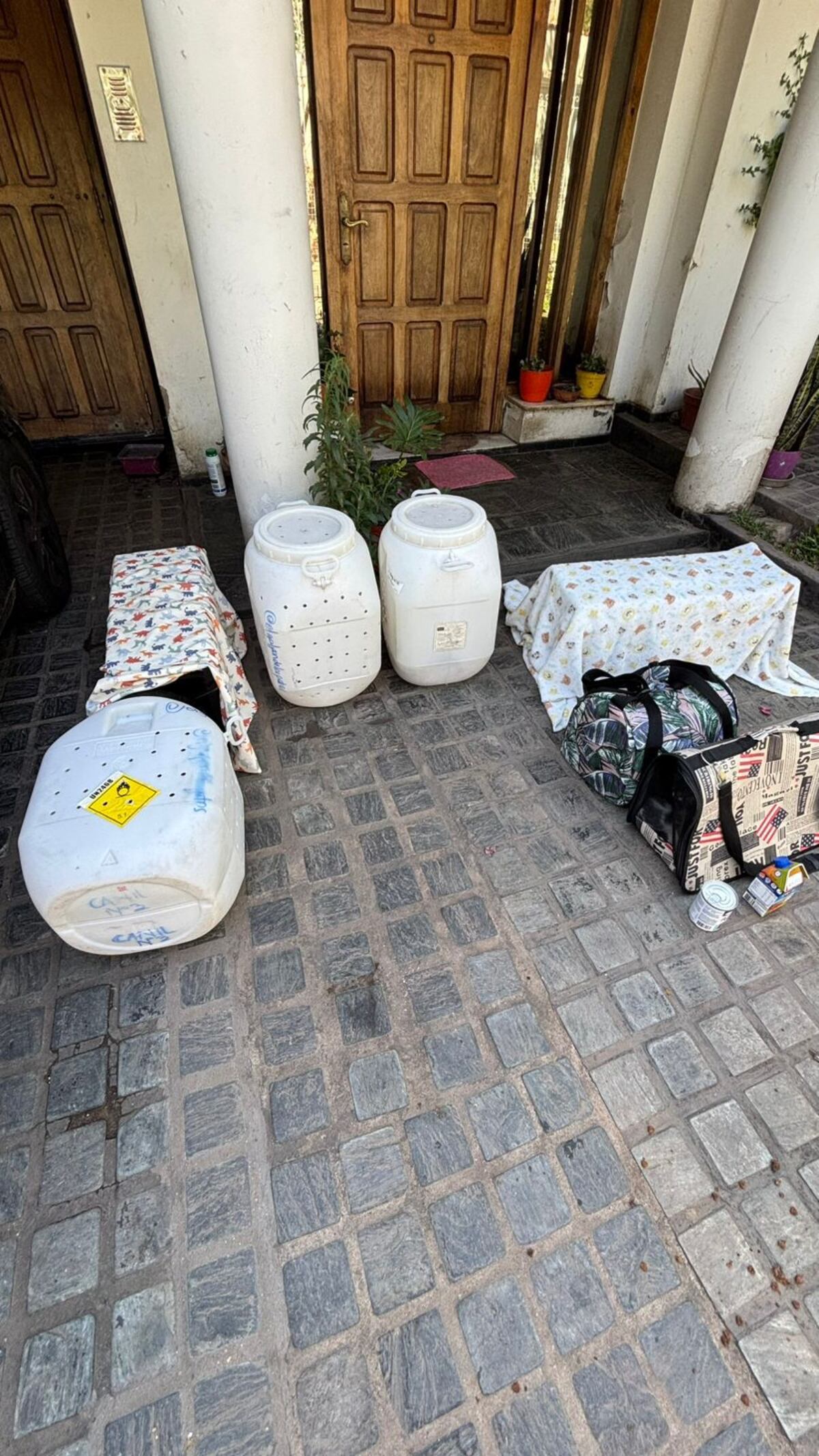 Los gatos rescatados por El Galpón de los Gatos en la colonia de Alberdi.