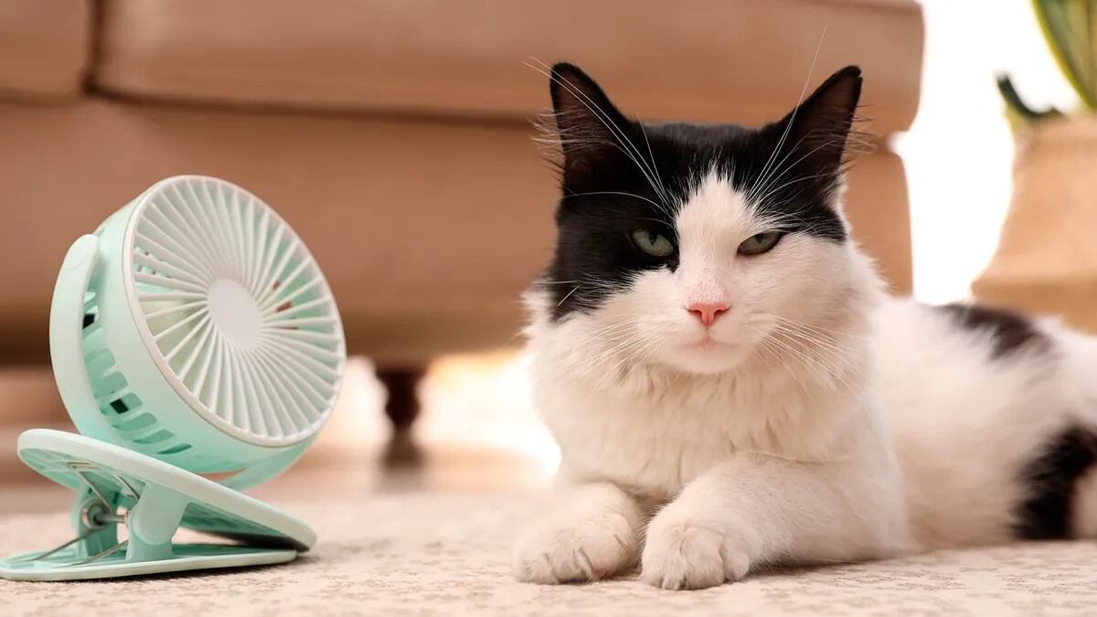 Un estudio detecta más bisfenol A en gatos domésticos: alerta por la exposición en hogares