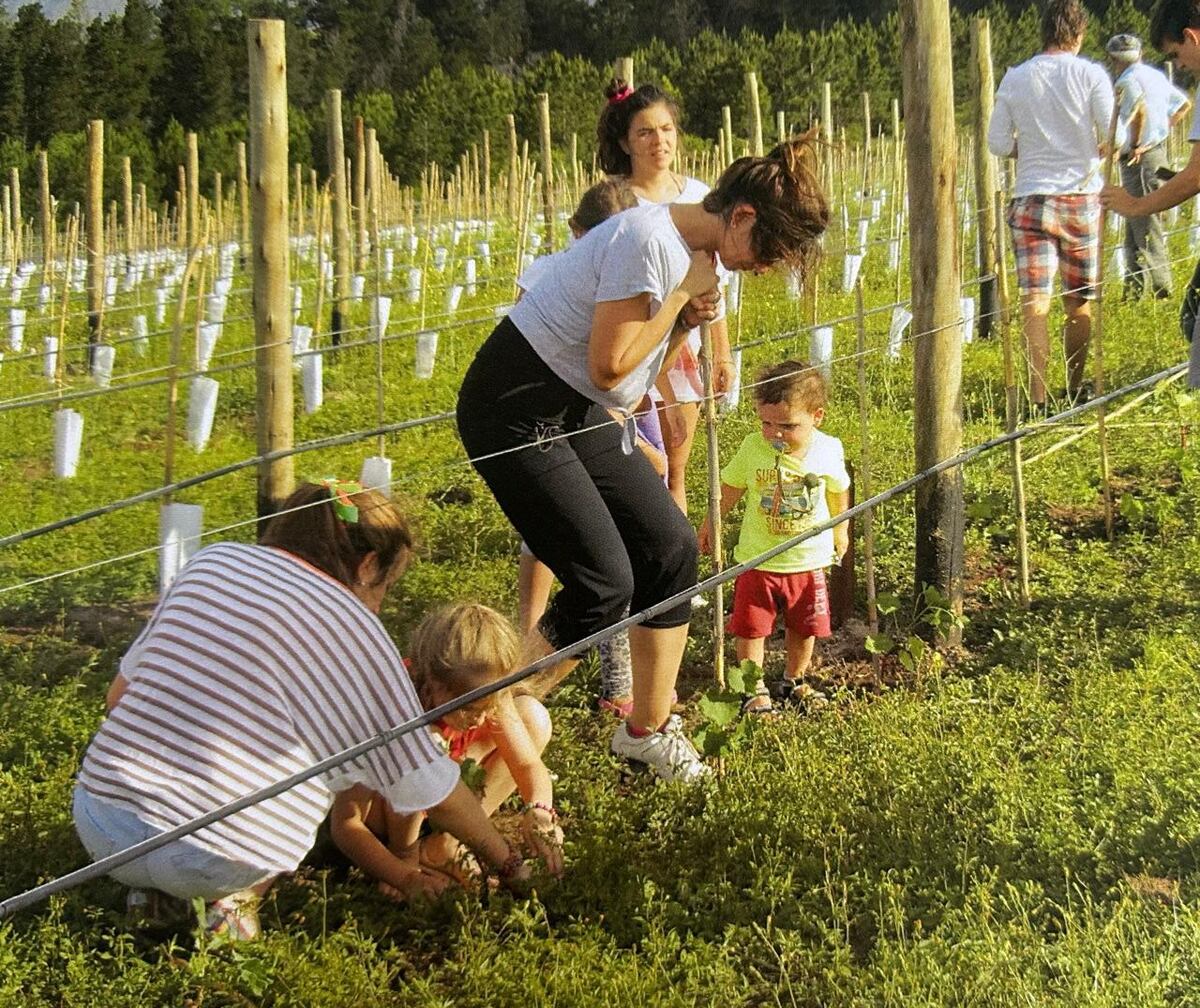 La primera vez que Carlos Testa y Laura Borioli plantaron vides, reservaron algunas para que seres queridos participen del proyecto desde el principio.