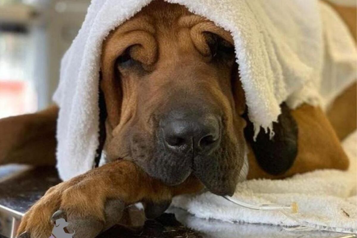 El animal siempre debe tener agua fresca disponible. (Foto: Veterinaria Eva Inguerman)