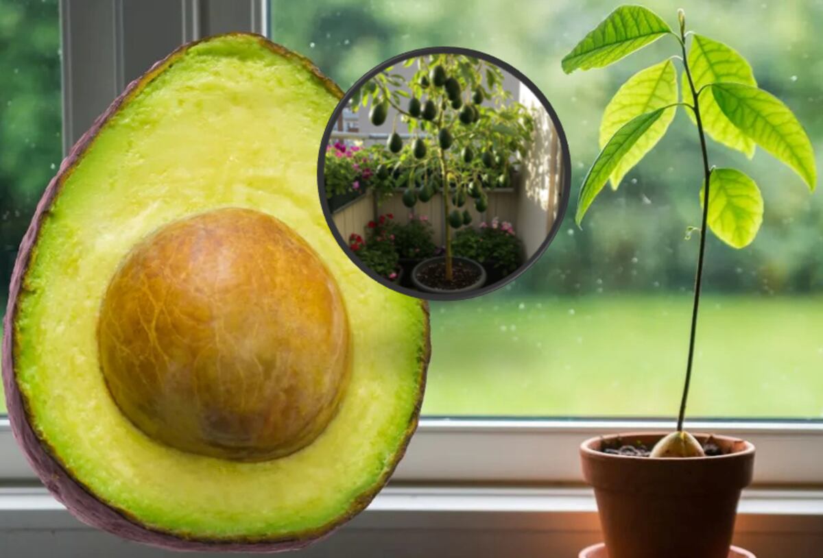 Macetas con paltas o aguacates.