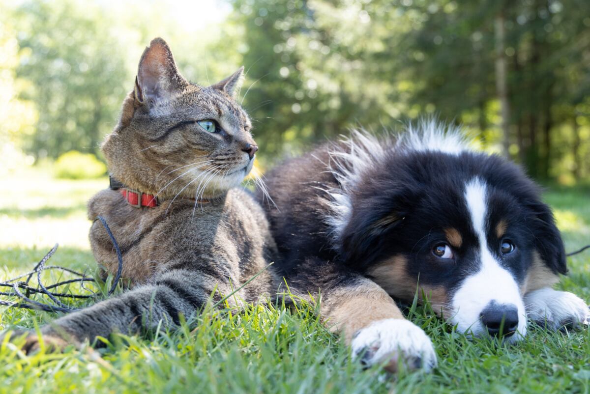 Lo dice la ciencia: el método para evitar pulgas en perros y gatos según Harvard