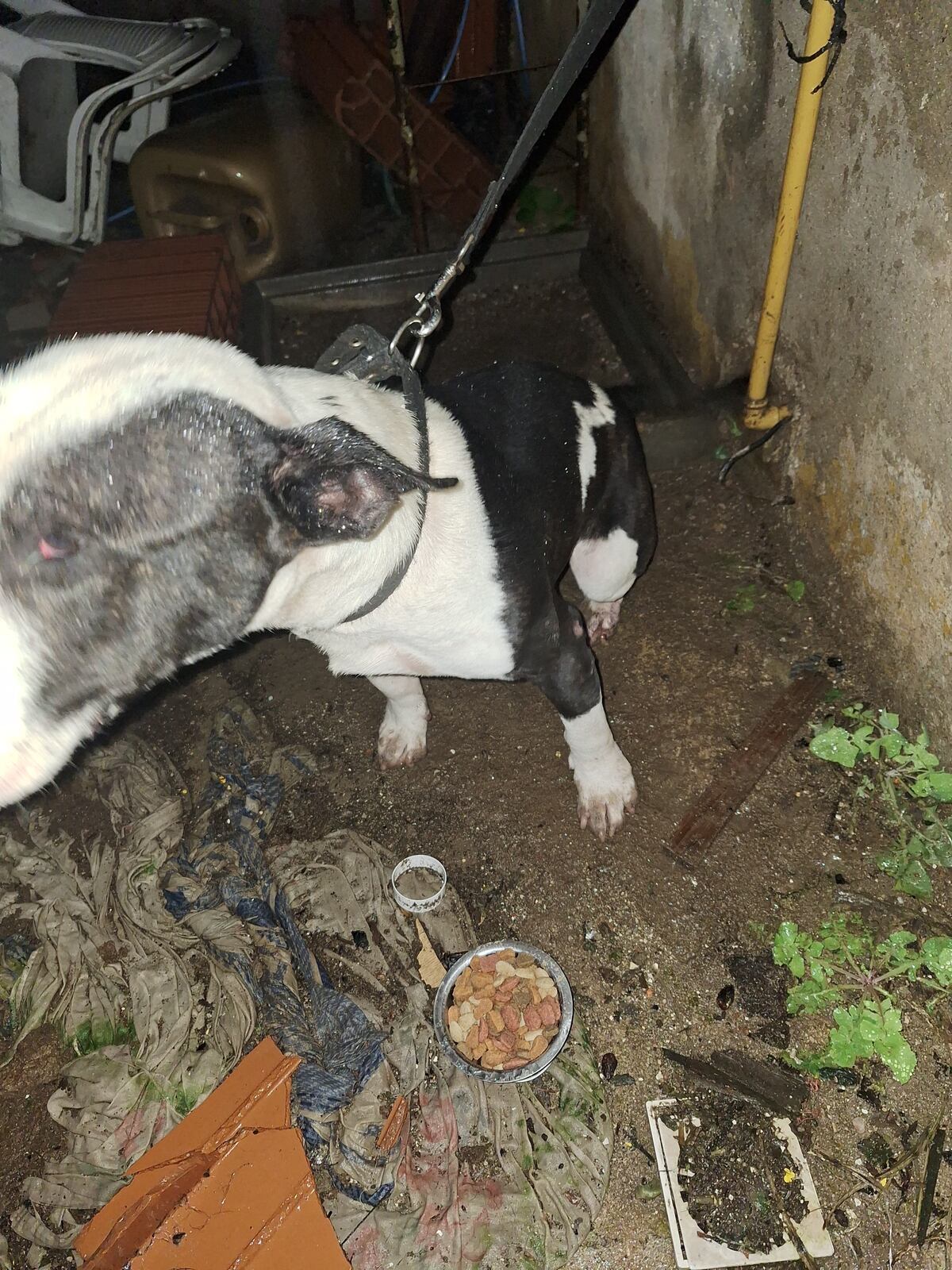 El perro. (Policía)