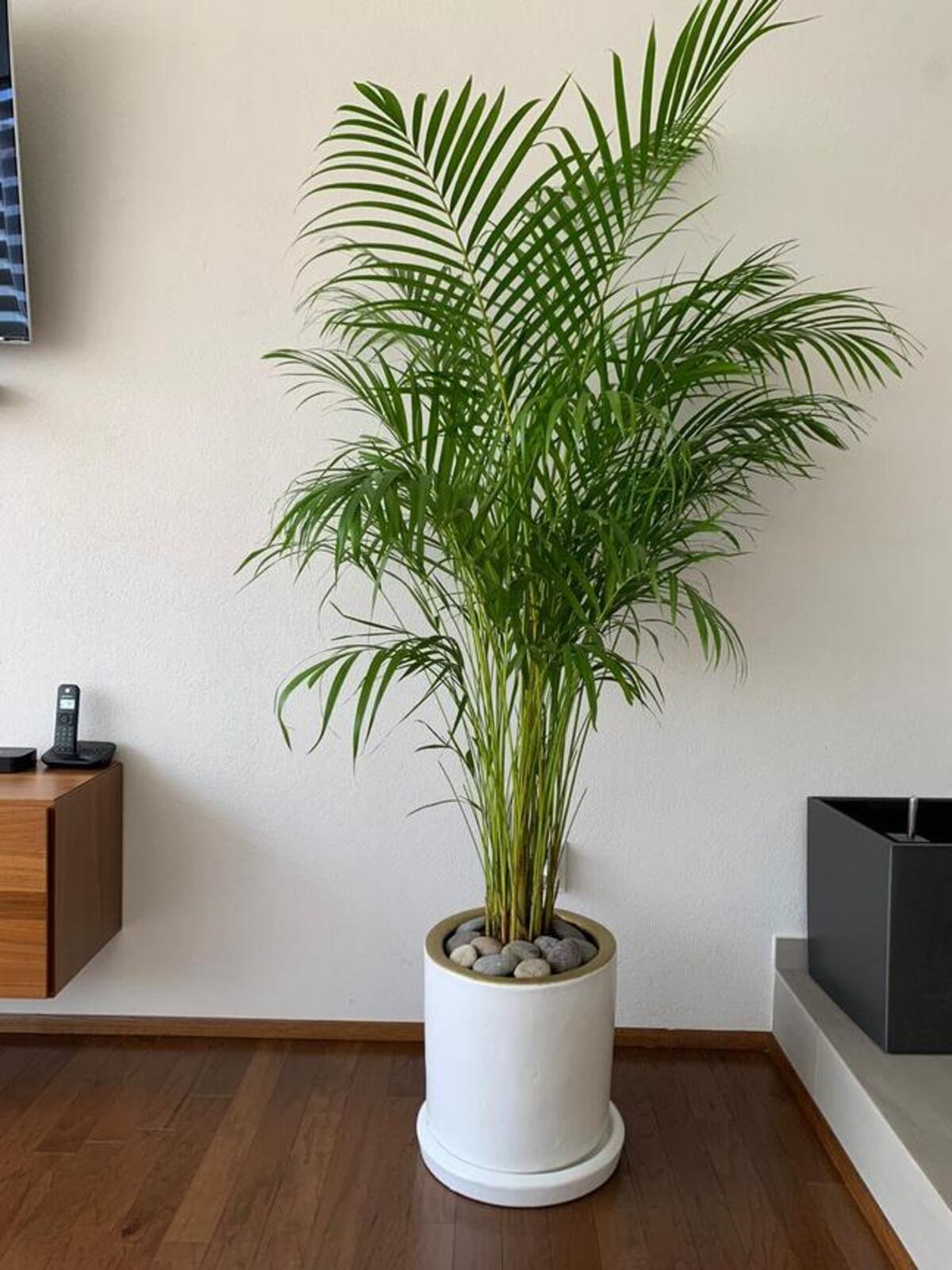 La Areca es capaz de llenar de frescura cualquier rincon de la casa.