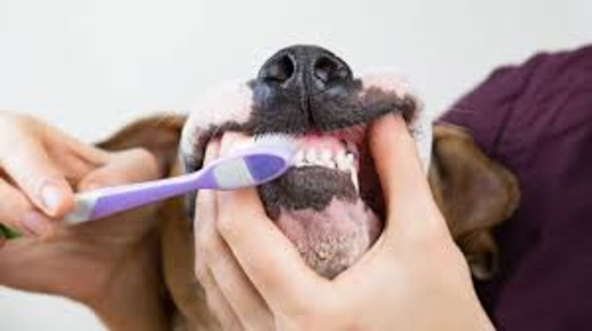 Según los expertos: los mejores consejos para lavarle los dientes a tu perro