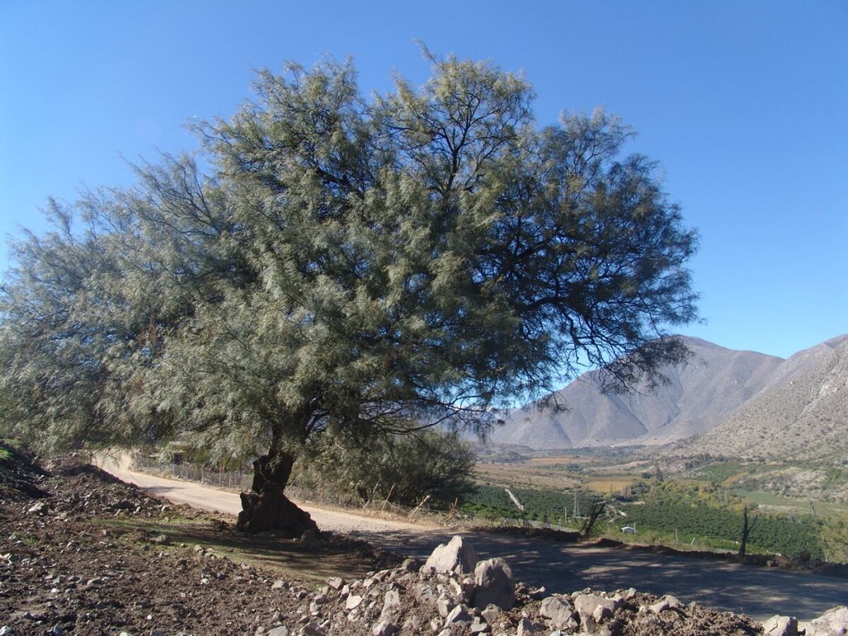 El algarrono forma parte de las especies del bosque nativo de Córdoba (Archivo)