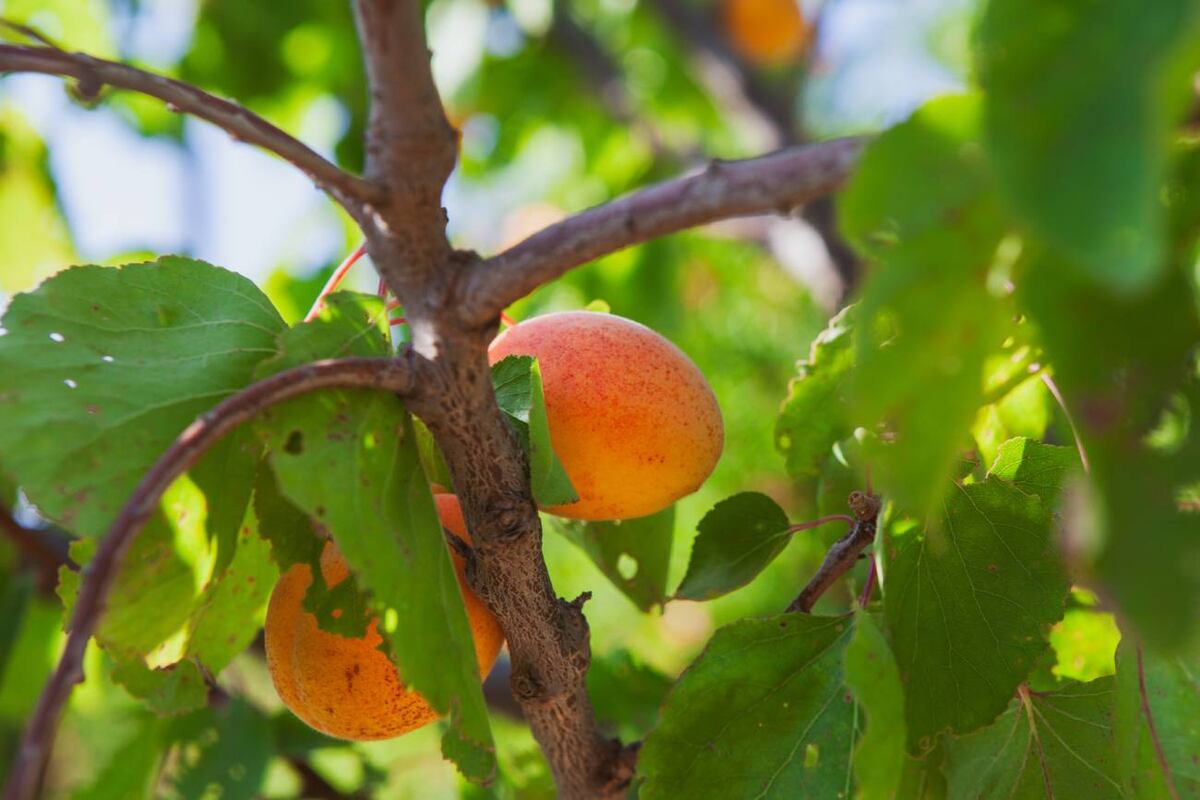 Pequeña, dulce y poderosa: esta fruta anaranjada esconde propiedades que pueden transformar tu salud desde adentro hacia afuera. (Freepik)