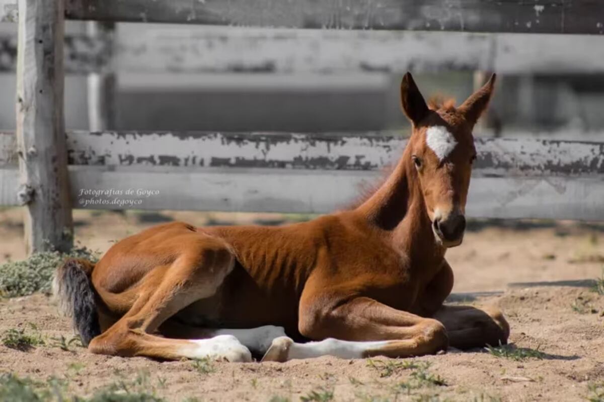 Pampero, uno de los pequeños que nació en el haras cordobés. (La Nación)