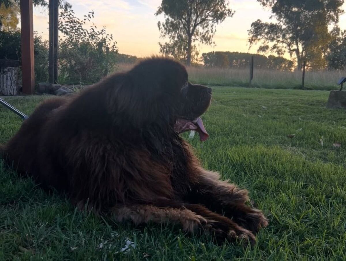 Denise Dumas y Campi: así es su casa de campo rústica, rodeada de naturaleza y caballos