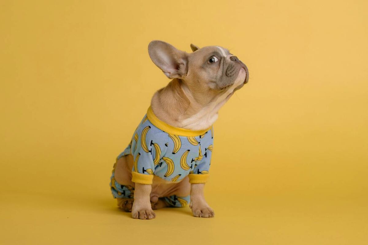 El Bulldog Francés es uno de los perros urbanos por excelencia. (Unsplash)