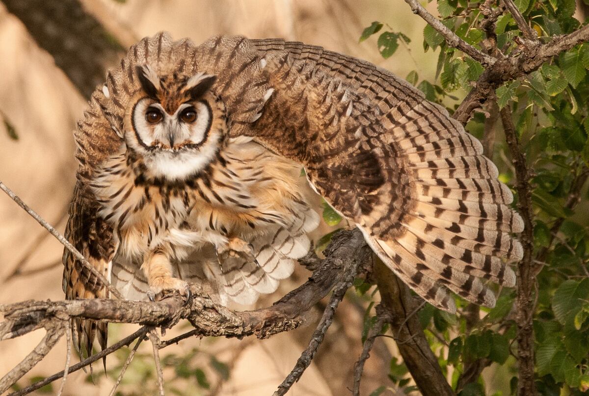 Lechuzón orejudo, en el parque del Kempes (foto Guillermo Galliano)