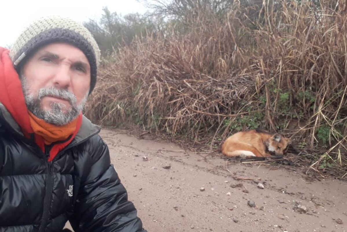 AGUARÁ GUAZÚ. En Sierras Chicas avistan un ejemplar de esta especie en peligro de extinción. (Guillermo Galliano)