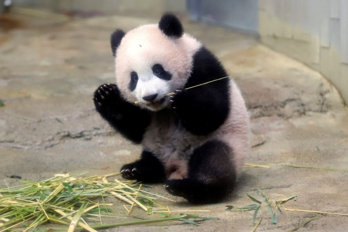 Tras décadas de conservación, el oso panda dejó de estar en peligro de extinción. (Foto: AP)