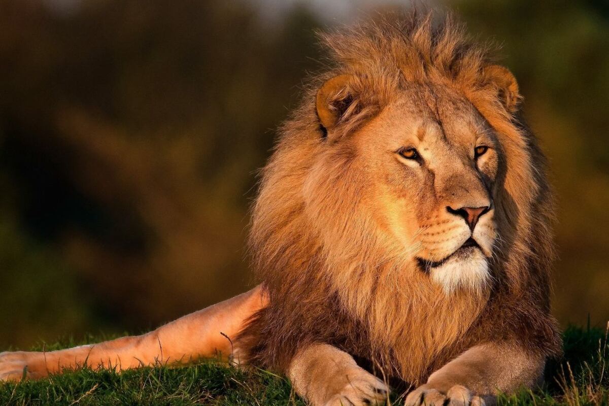 Descubre tu animal espiritual: ¿qué animal te representa según tu signo del zodiaco?