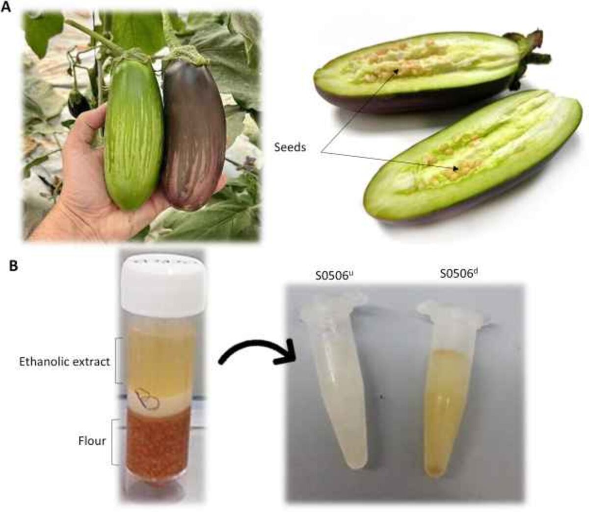 Imagen representativa de S. melongena L. S0506, tanto del fruto entero como cortado por la mitad para observar las semillas, las cuales se utilizaron para elaborar el extracto etanólico. (Food Bioscience)