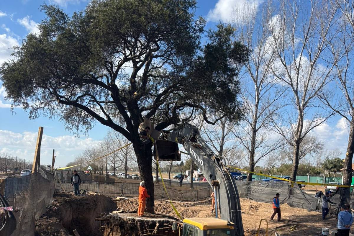 La Municipalidad continúa con la tarea para trasladar al quebracho.