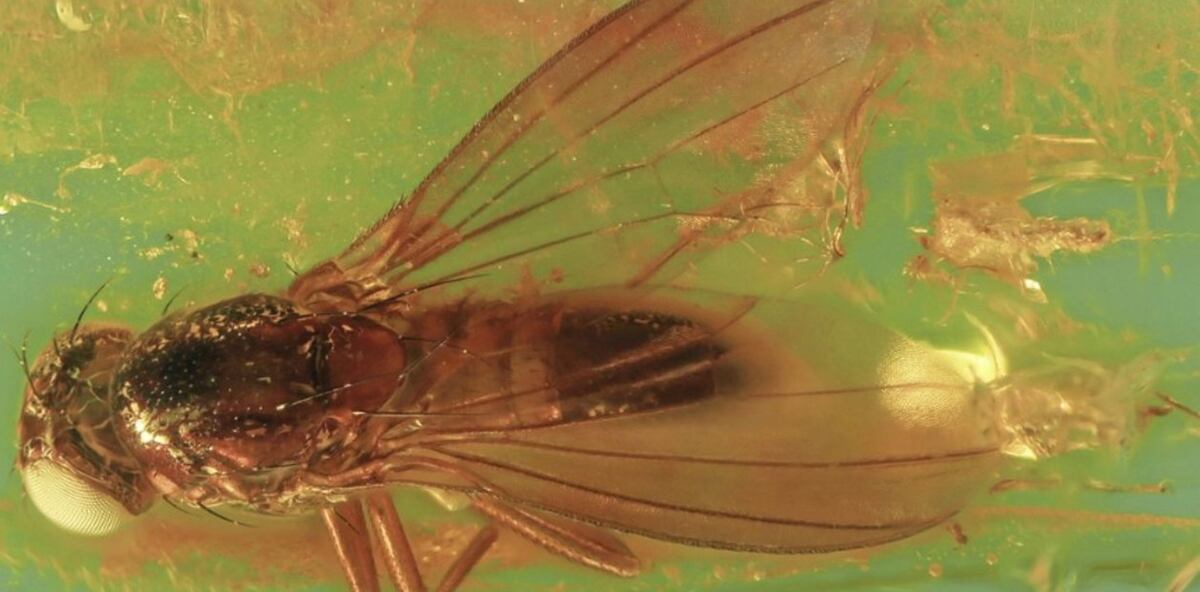 La nueva especie fue bautizada como "Christelenka multiplex". (Jindřich Roháček et al.)