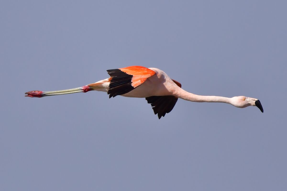Las aves migratorias juegan un rol fundamental. En la dinámica ecológica de los sitios que visitan. Son depredadores de insectos y vertebrados, dispersores de semillas y polinizadores de plantas. (Gentileza: Yanina Druetta)