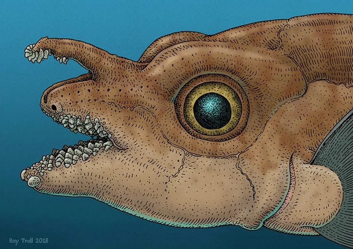 Los investigadores identificaron dientes en el tenáculo de antiguos parientes del pez rata moteado macho adulto moderno. Este registro fósil les ayudó a establecer la importancia histórica de esta estructura, recreada por el artista local Ray Troll. Crédito: Ray Troll