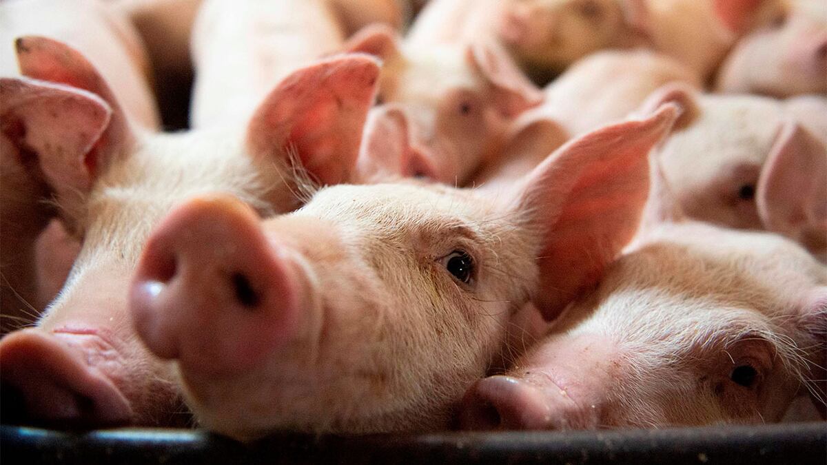 2025, el año del cerdo: récord de faena, producción y de consumo nacional de carne 