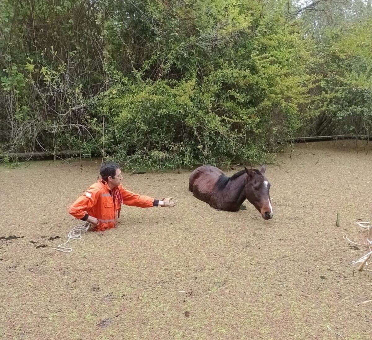 Bomberos salvaron a un caballo que quedó atrapado en un estanque en La Cumbre.