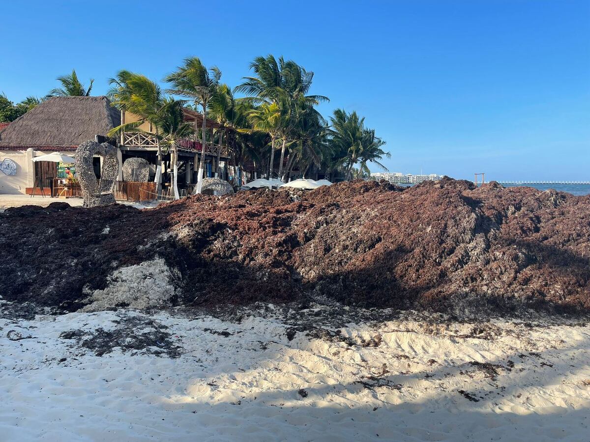 Impactantes imágenes del sargazo en todo el Caribe, un tema que preocupa al medio ambiente y el turismo.