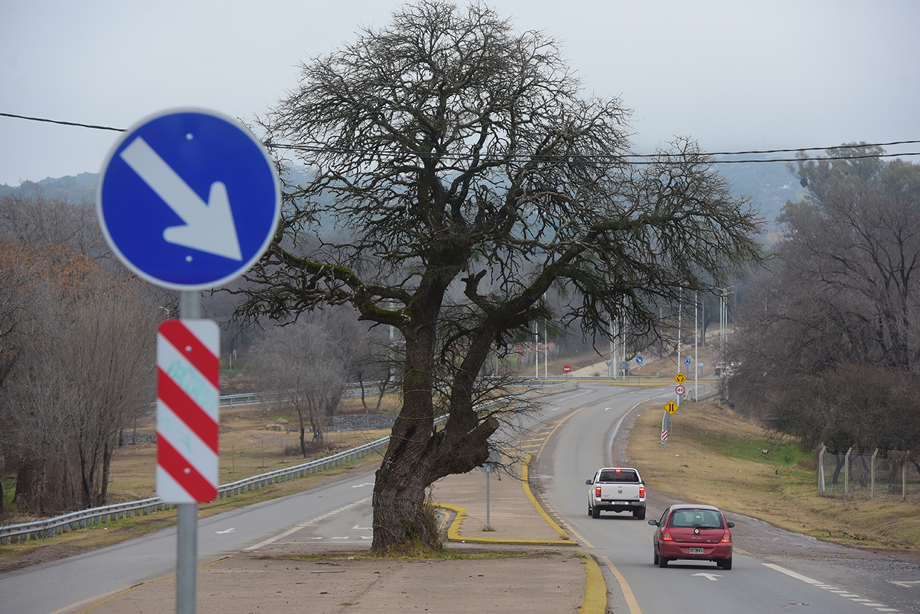 Arboles que se conservaron en Unquillo Córdoba. (José Gabriel Hernández / la Voz)