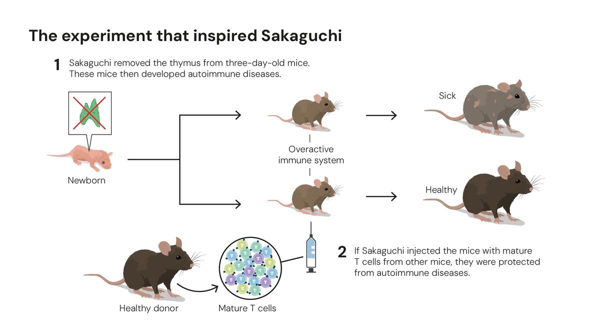 El experimento que inspiró a Sakaguchi. (nobelprize.org)