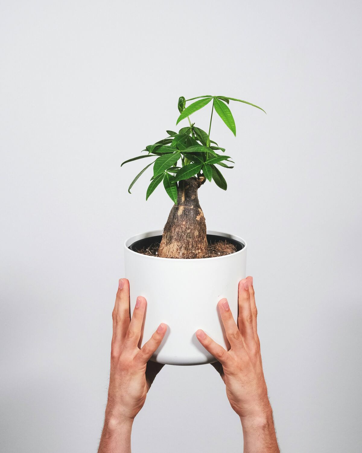 La Pachira aquatica, o “planta del dinero”, se ubica idealmente en el sureste del hogar o cerca de la entrada para atraer abundancia y energía positiva. (Unsplash)