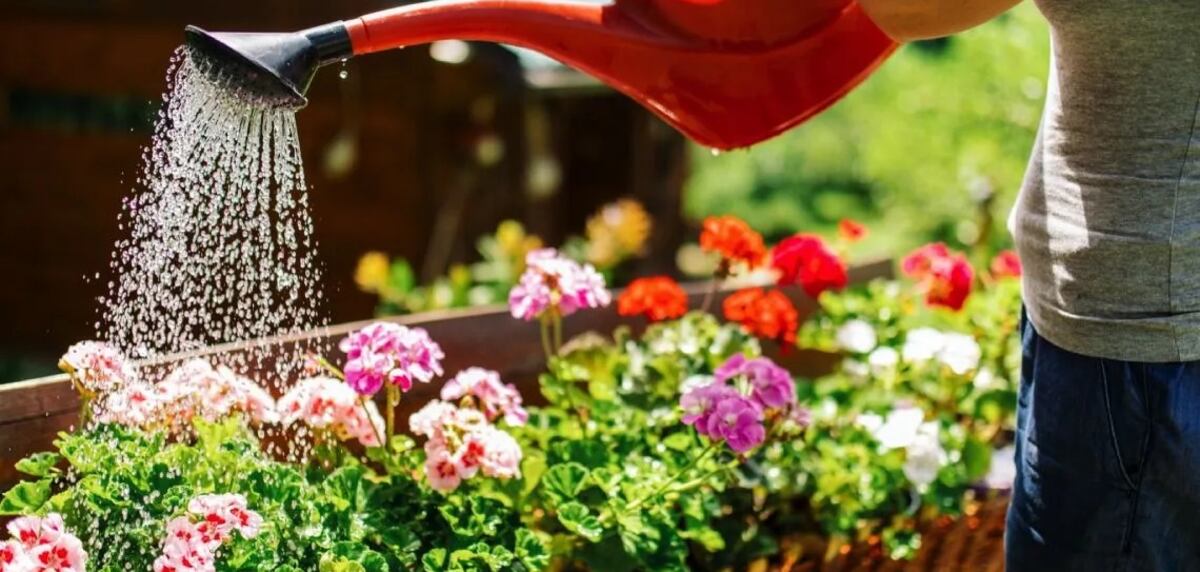 El error más común al regar las plantas en verano y cómo evitarlo