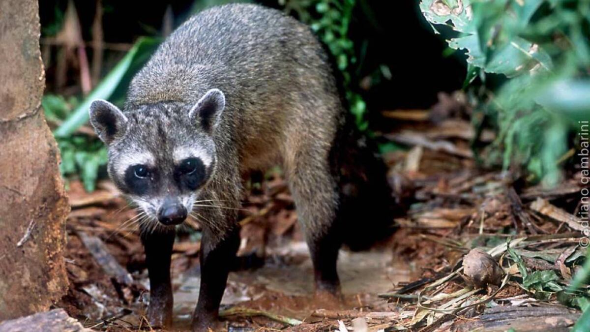 NUEVO HABITANTE. Los investigadores lograron confirma la presencia del osito lavador en la región de Mar Chiquita. (Adriano Gambarini)