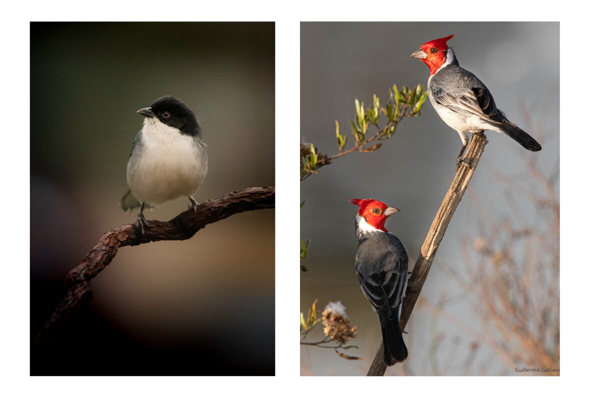 Verdón y cardenal, dos aves en la reserva municipal de Cañada de Luque, en el norte cordobés (Gentileza Guillermo Galliano)
