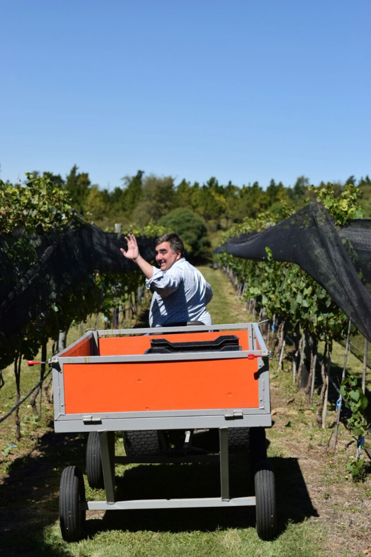 Carlos Testa, a full recorriendo los viñedos. Hoy tienen Sauvignon Blanc, Cabernet Frank, Chardonnay, Malbec, Pinoit Noir, Merlot y Riesling.