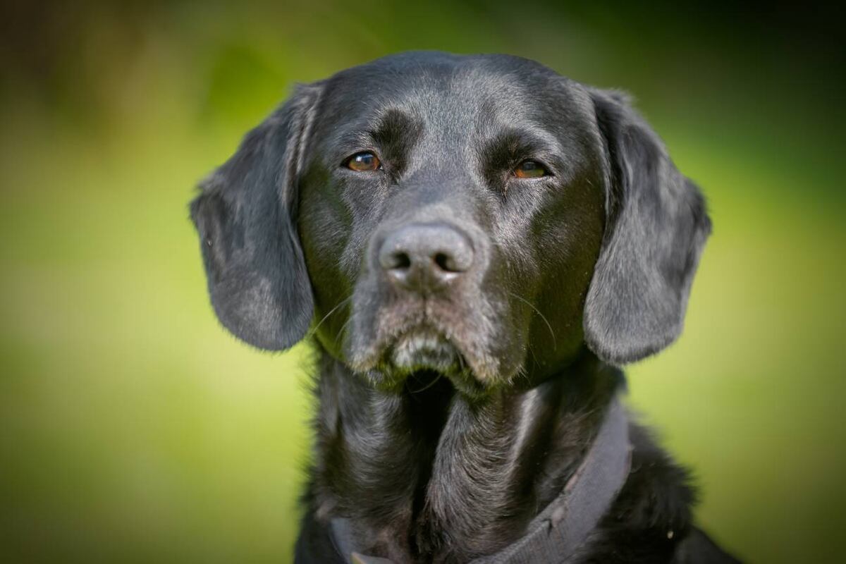 El Labrador es un perro obediente, cariñoso y bonachón, utilizado como perro lazarillo precisamente por su capacidad de aprender y su temperamento equilibrado. (Freepik)