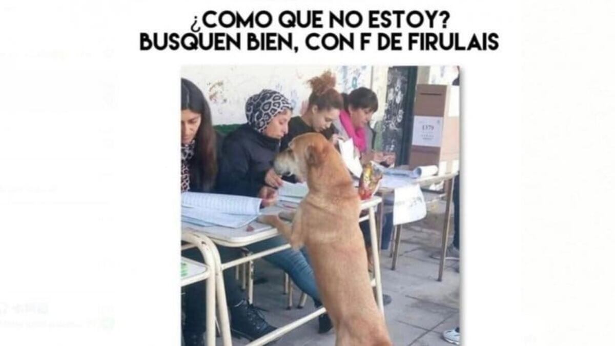 Los mejores memes de las Elecciones Paso 2021.