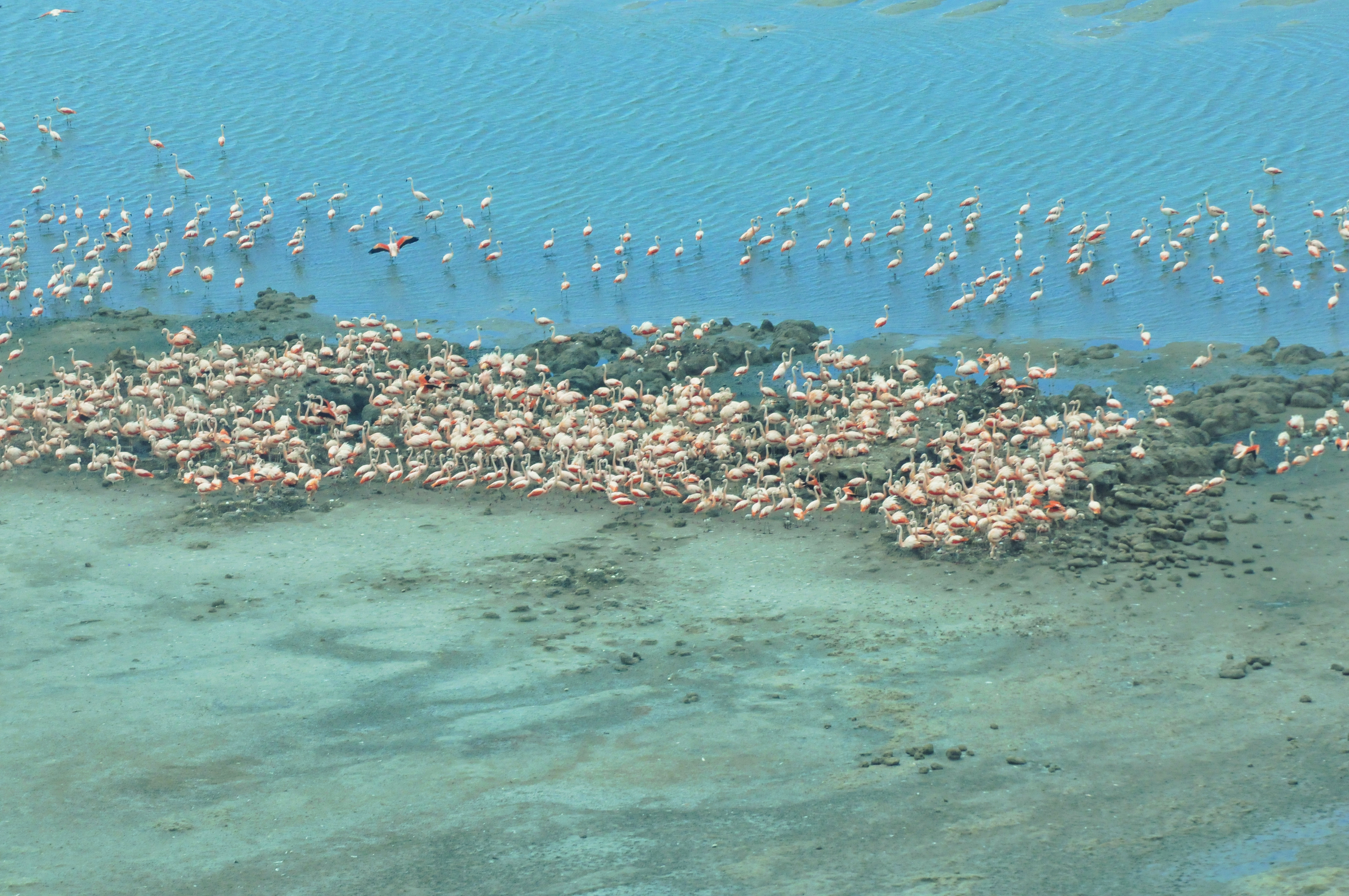 Lucila Castro censa los flamencos de la Laguna Mar Chiquita. (Fundación Natura Argentina)