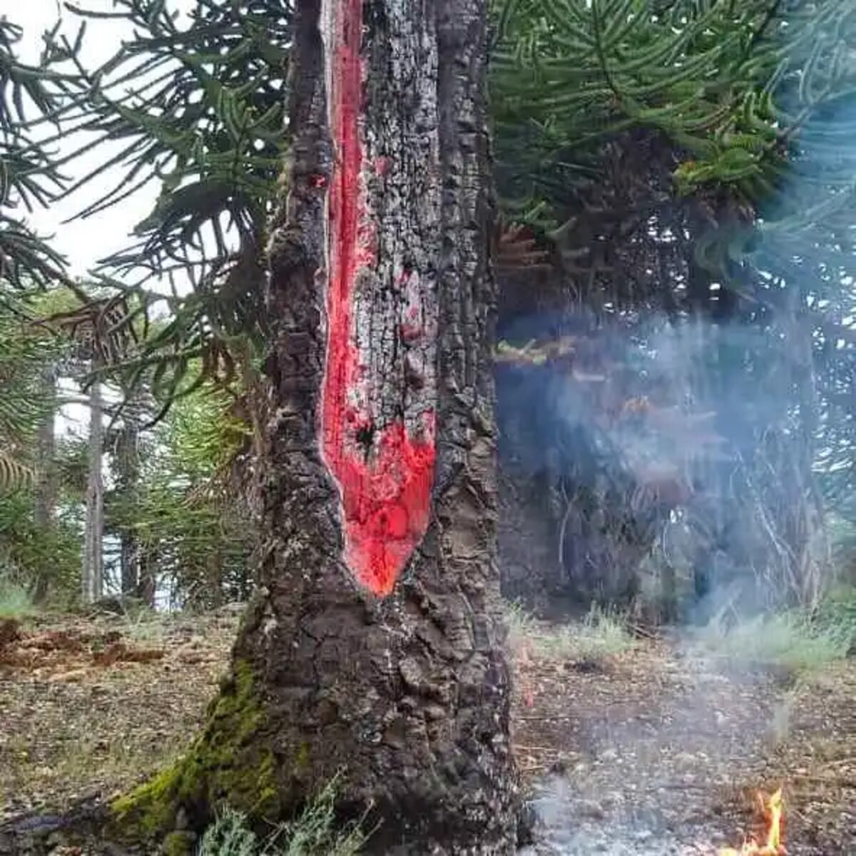 Uno de los árboles que sufrió la descarga de un rayo, en medio de la tormenta eléctrica.