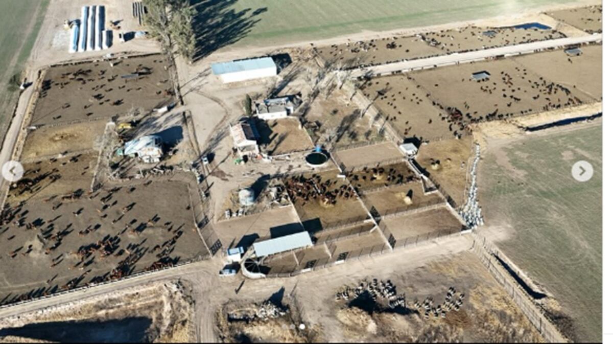 RECRÍA. Sobre la base del suministro de forraje, base alfalfa, la empresa incorpora los kilos baratos a los terneros. (Gentileza Pretto Agronegocios)